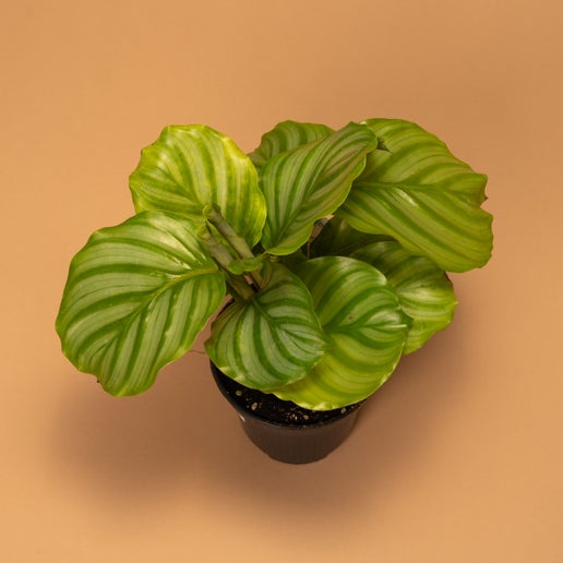 Calathea orbifolia