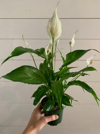 Peace Lily (Spathiphyllum wallisii)