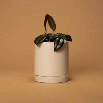 Romey Pot