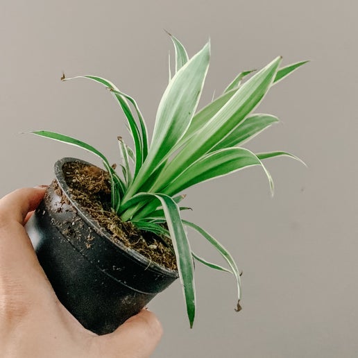 Spider Plant (Chlorophytum Comosum)