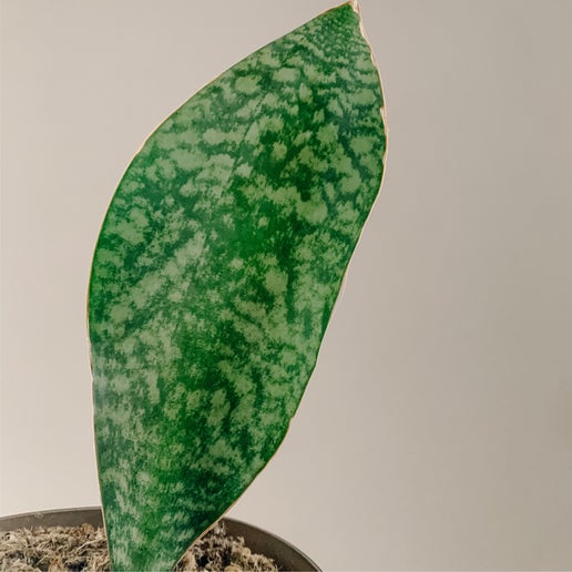 Whale Fin Snake Plant (Sansevieria masoniana)