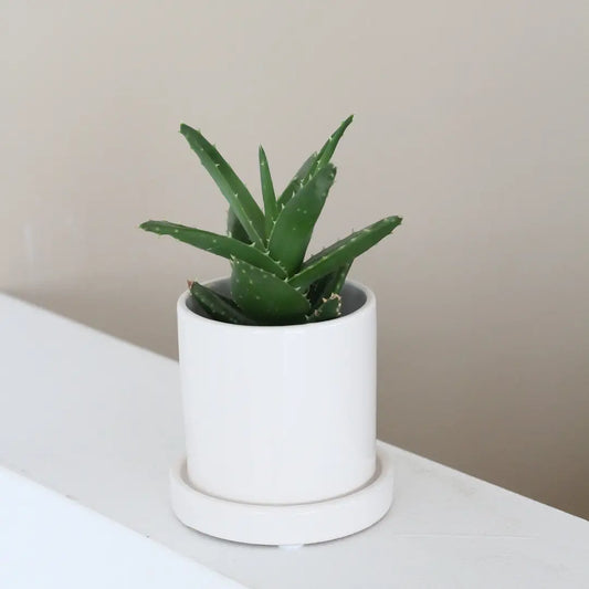 Minimalist Pot